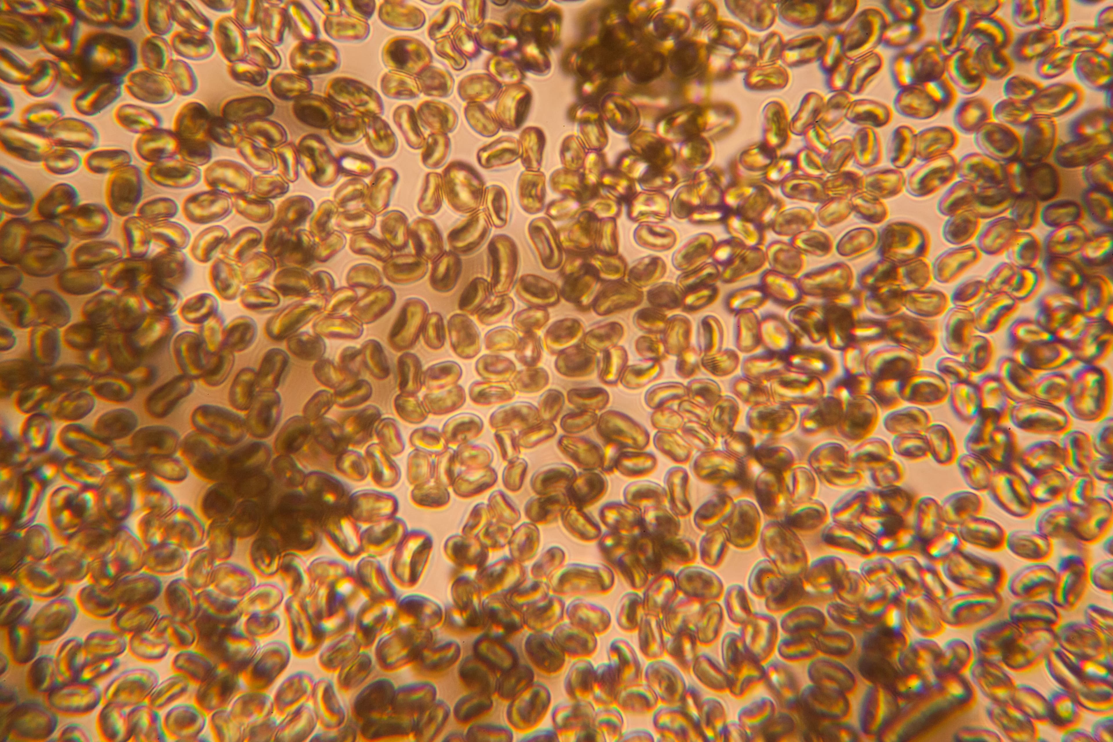 Stool & Fungal DNA Extraction