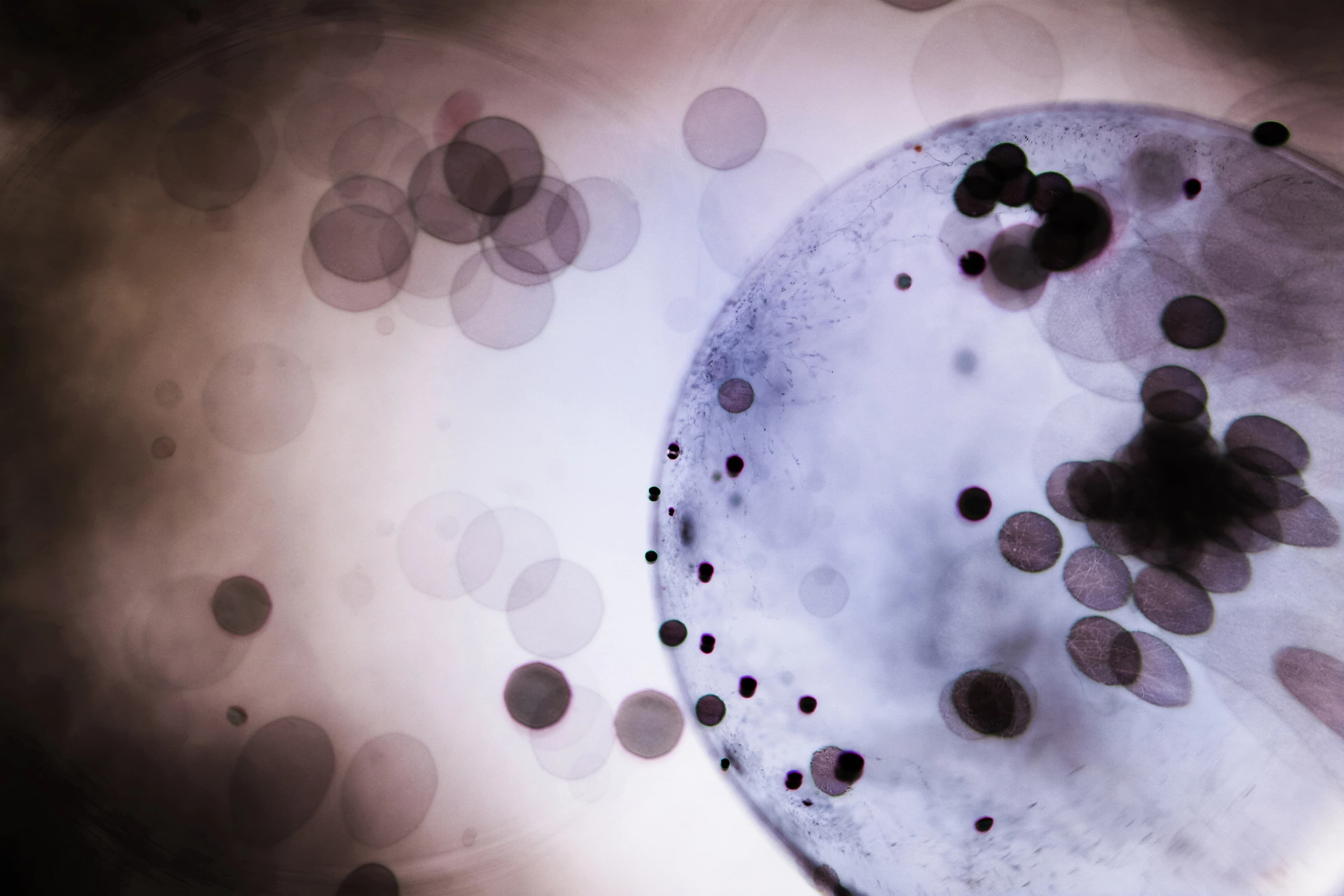 Mycoplasma Test Kits