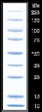 Protometrics