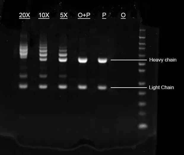 Buccutite™ Rapid Oligo Antibody Conjugation Kit *Optimized for Labeling 100 ug Protein*