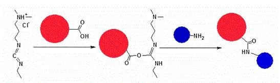 ReadiLink™ BSA Conjugation Kit