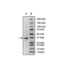 Spike S1 RBD, Avi-His-tag, Biotin-labeled (SARS-CoV-2) Recombinant