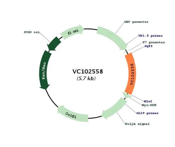 SARS-CoV-2 ORF3a Gene Tagged ORF (codon optimized)