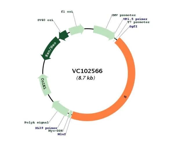 SARS-CoV-2 S Gene Tagged ORF Clone (Native Sequence)