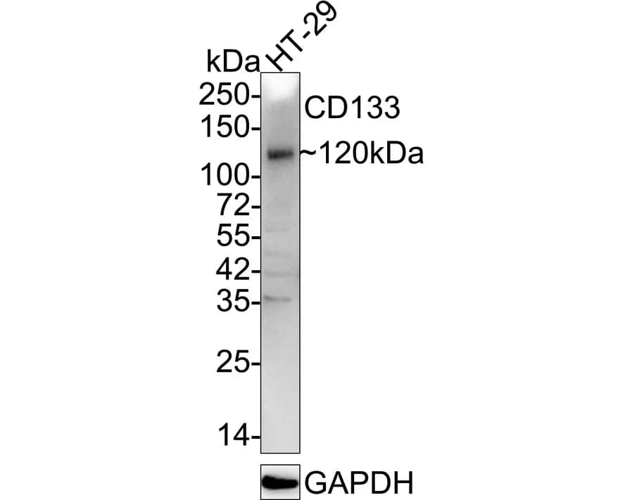 CD133 Rabbit Polyclonal Antibody