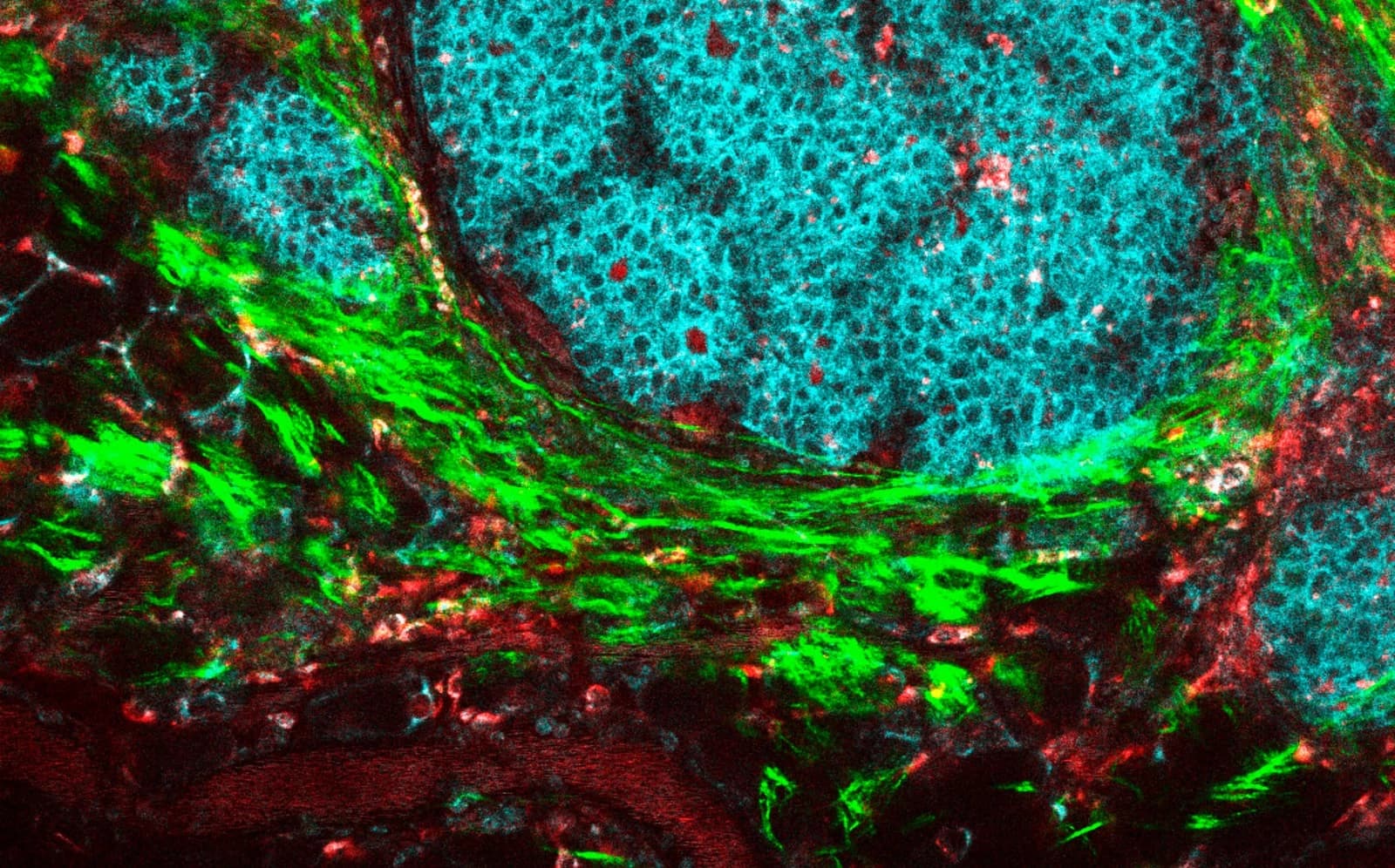 CMT-93 Cells