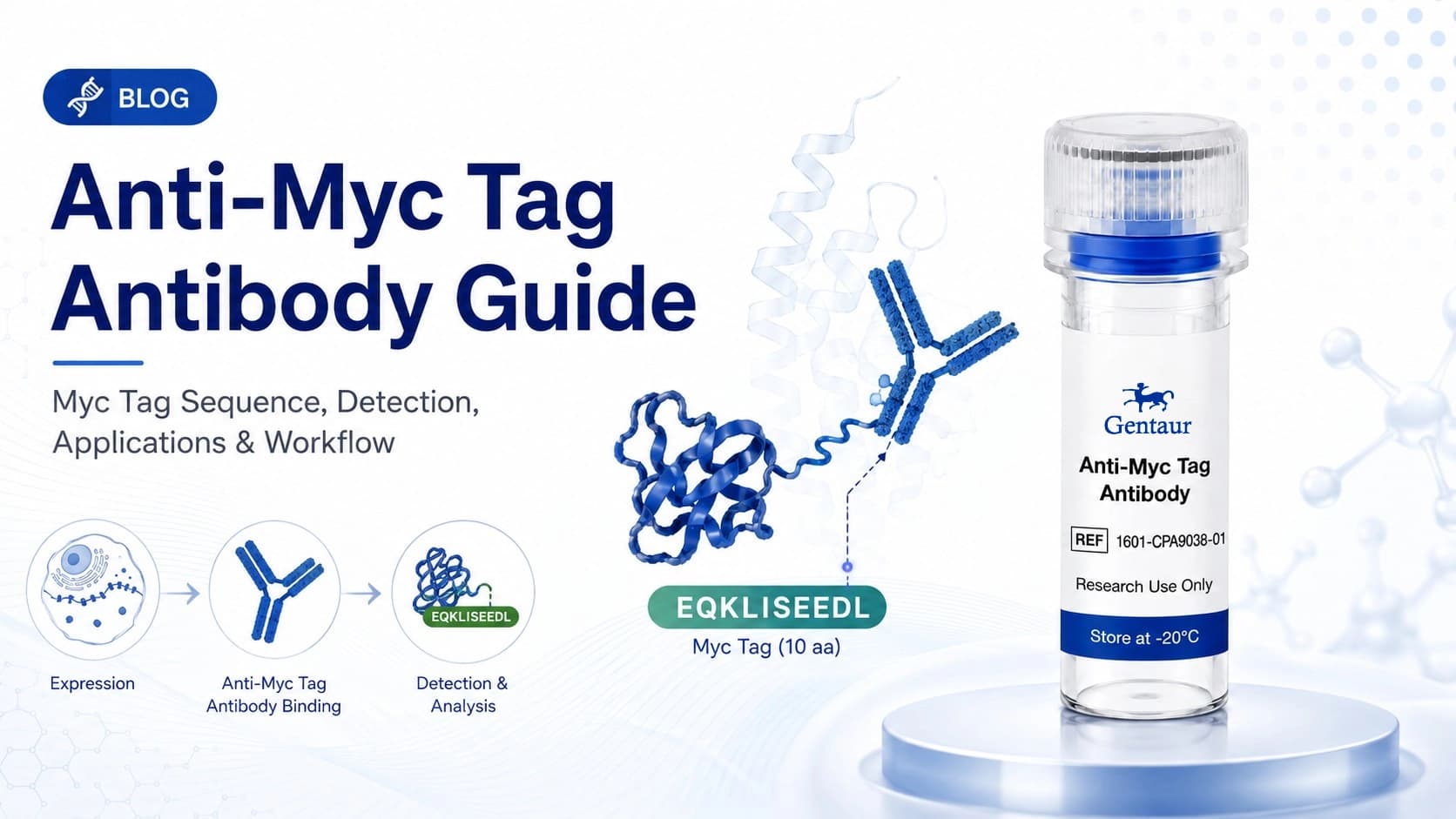 Anti-Myc Tag Antibody Guide